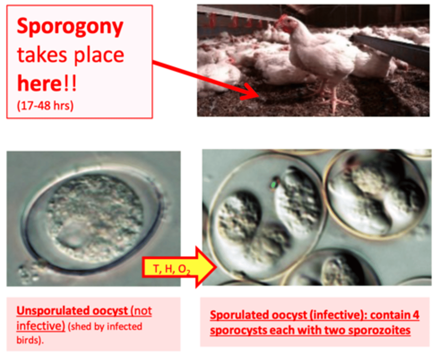 <p>The process by which the sporozoites are formed within oocysts and the oocysts become infective;</p><p>• Takes place in the environment; </p><p>• Depends on:</p><p>Temperature</p><p>Humidity</p><p>Oxygen</p>