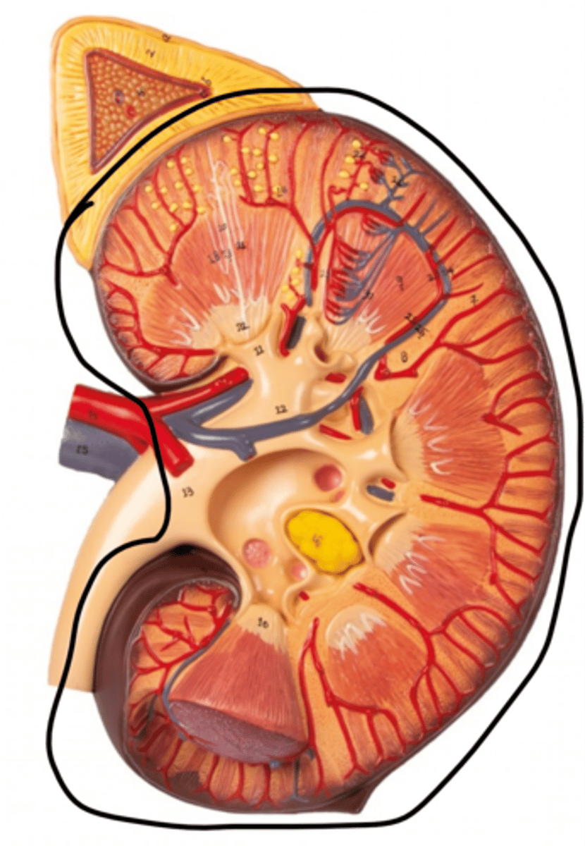 <p>Name this organ.</p>
