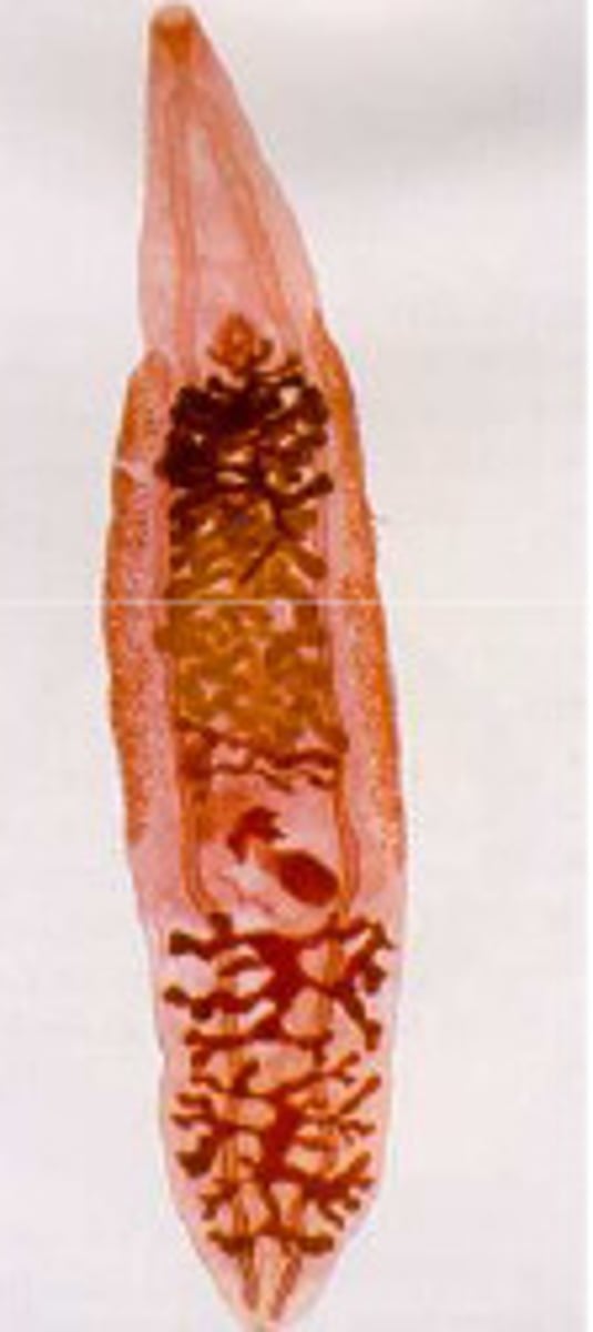 <p>parasitic flukes</p>