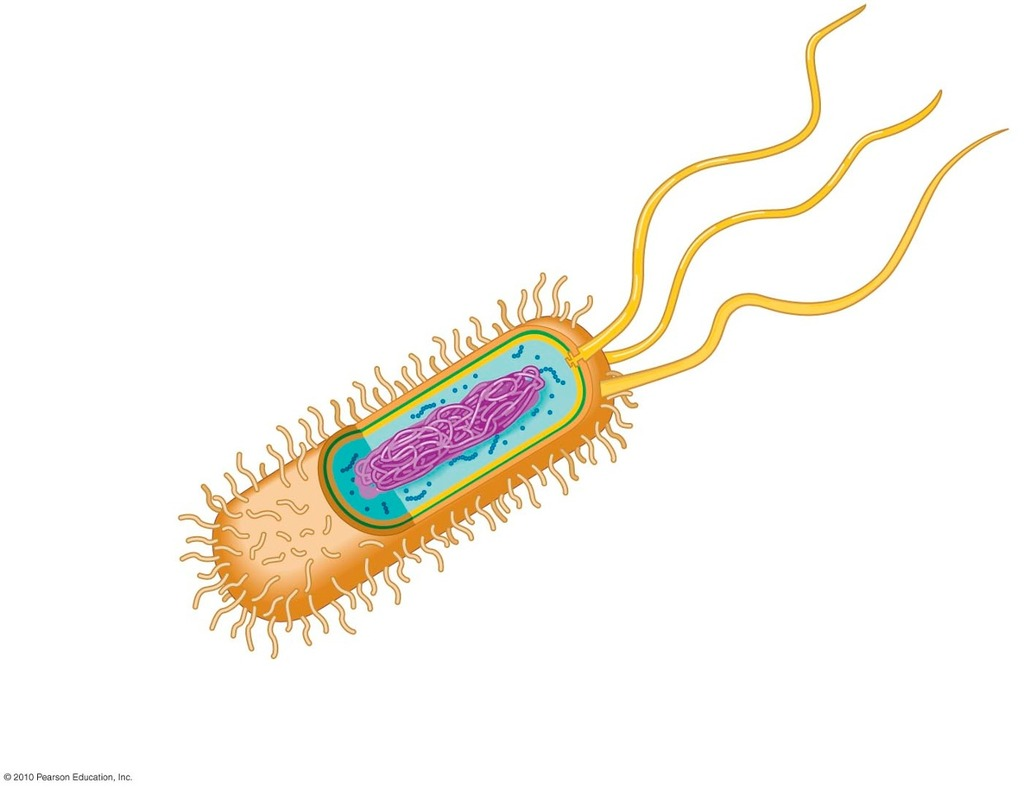 <p>What kind of cell is this?</p>
