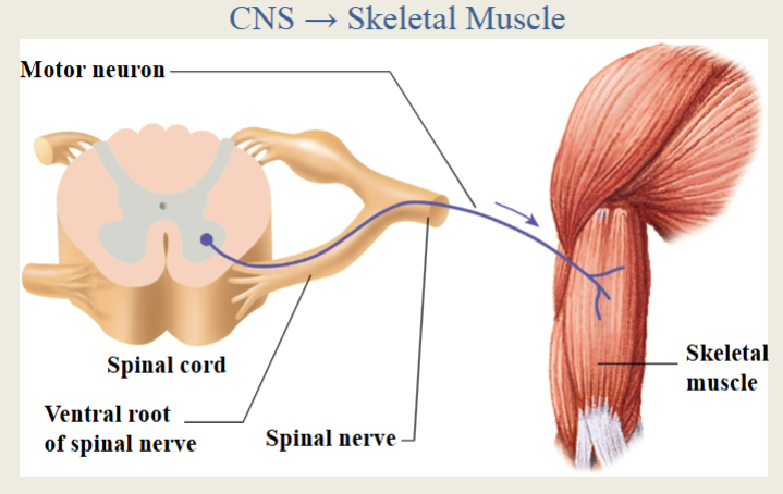 <p>visceral organs</p><p>unconscious perception</p>