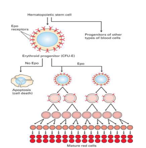 <p>immature red blood cell, when released will go to pathway to keep cells alive and will eventually become mature</p><p>without epo cells willl eventually undergo apoptosis</p><p>Epo keeps them alive</p>