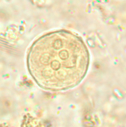 <p>Professor: Dr. Glena Fe A. Yapchulay-Alcabasa</p>