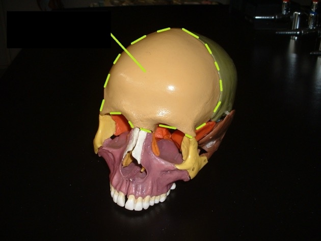 <p>Anterior; top and front part of the skull; Forehead bone</p>