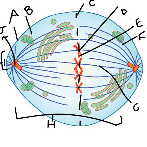 B (which phase is this?)