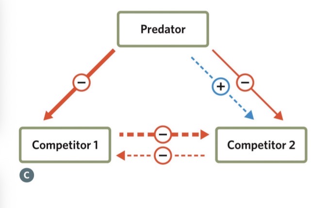 <ul><li><p>Competitor 1 or Competitor 2 is much more dominant than the other</p></li><li><p><strong>Two species compete for the same resource</strong></p><ul><li><p>For example, two kinds of snails both eat seaweed.</p></li><li><p><strong>Species A</strong>&nbsp;is stronger and eats faster.</p></li><li><p><strong>Species B</strong>&nbsp;is weaker and can’t get enough food.</p></li></ul></li><li><p>Normally, Species A would win, and Species B would disappear.</p></li><li><p><strong>Add a predator</strong></p><ul><li><p>A crab prefers to eat&nbsp;<strong>Species A</strong>, the stronger competitor.</p></li></ul></li><li><p><strong>What happens now</strong></p><ul><li><p>The predator keeps&nbsp;<strong>Species A</strong>’s population low.</p></li><li><p>That leaves enough food for&nbsp;<strong>Species B</strong>&nbsp;too.</p></li><li><p>Both species can now survive together.</p></li></ul></li><li><p>Ex. Predatory sea stars hold highly competitive barnacles in check, allowing a diverse community to thrive</p></li><li><p>Ex. tortoises and cactus mice negatively influence each other’s abundances, but this is not through competition for a shared resource but rather through regulation by a shared predator.</p></li></ul><p></p>
