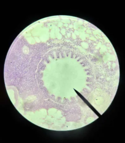 <p>Where is this tissue from?</p>
