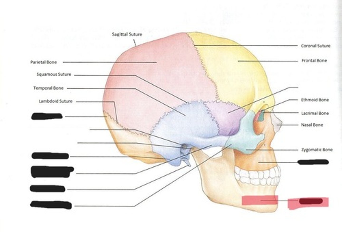 <p>Mandible</p>