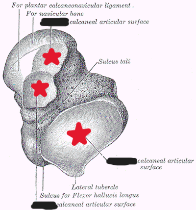 <p>Label the 3 surfaces of the talus that articulate with the calcaneus</p>