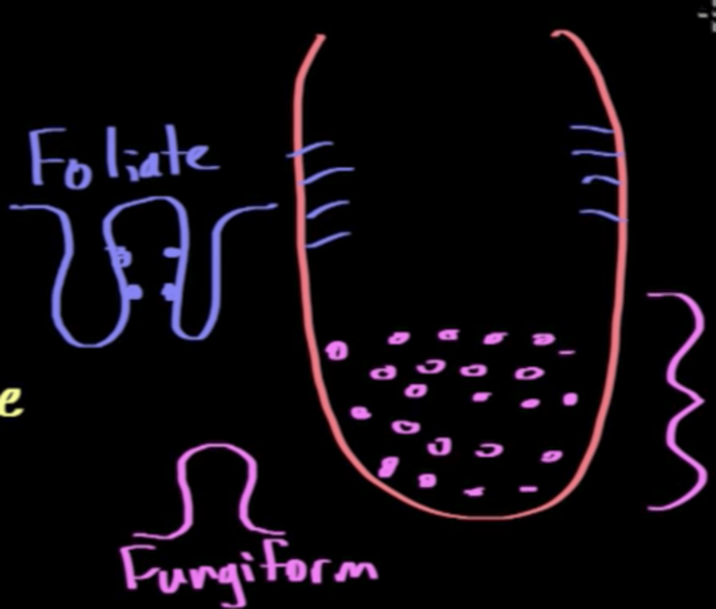 <p>(B) Foliate</p><p>Foliate tasted buds are folded structures located primarily on the lateral (side) portions of the tongue.</p>