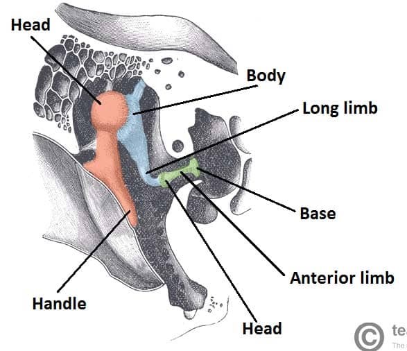 <p>Which bones are located in the ear and looks like hammer, anvil, and stirrup?</p>
