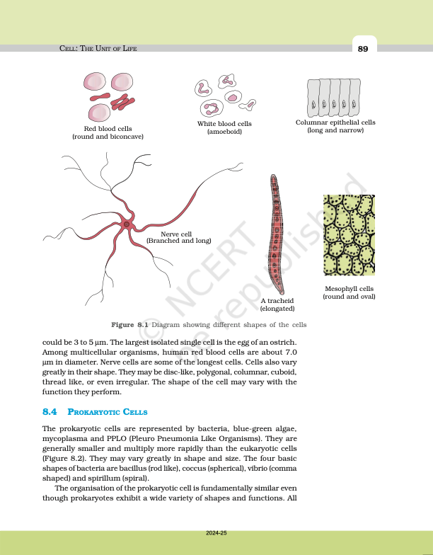 <p>mycoplasma </p>