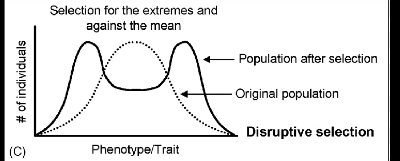 <p>Distruptive Selection</p>