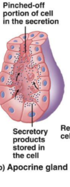 <p>A<span>ccumulate products just beneath the free surface.</span></p><ul><li><p><span>Top of the cell is removed, and products are released.</span></p><ul><li><p><span>The cell is then repaired</span></p><p></p></li></ul></li></ul><p></p>