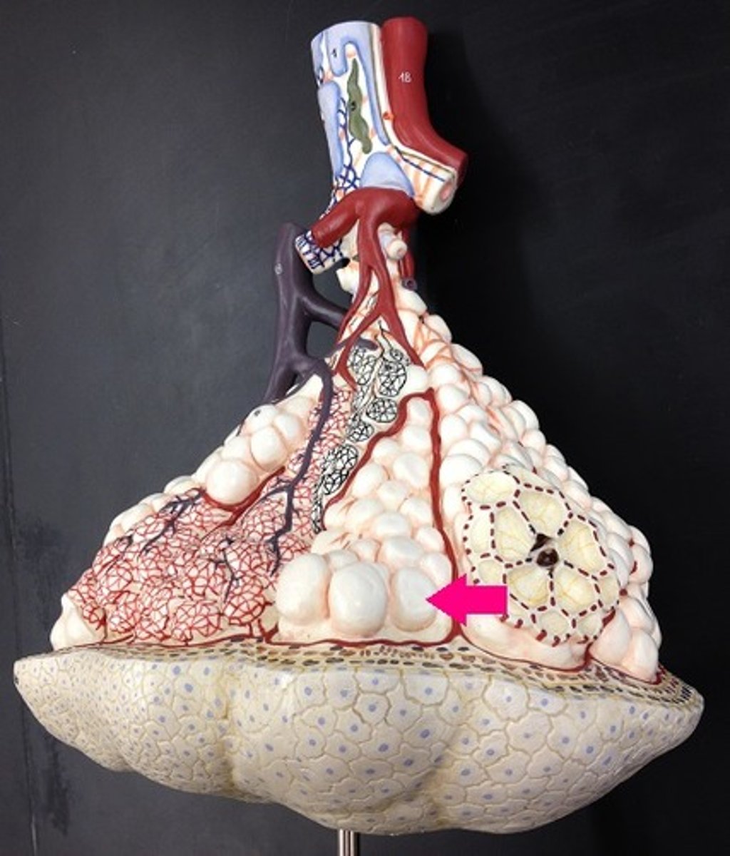 <p>Terminal air sacs that constitute the gas exchange surface of the lungs.</p>