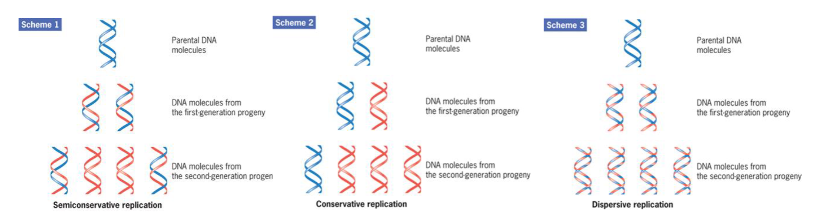 <p>DNA replication is semiconservative because each daughter duplex contains one strand from the parent structure</p>