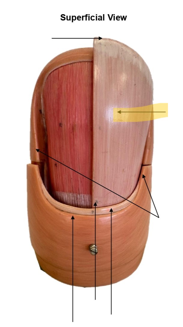 term image
