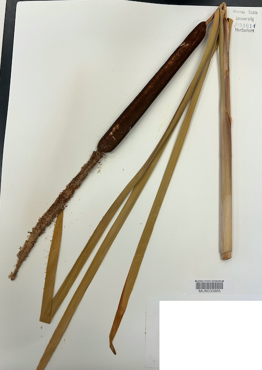 <p><span style="background-color: transparent;"><span>Order? Family?</span></span></p>