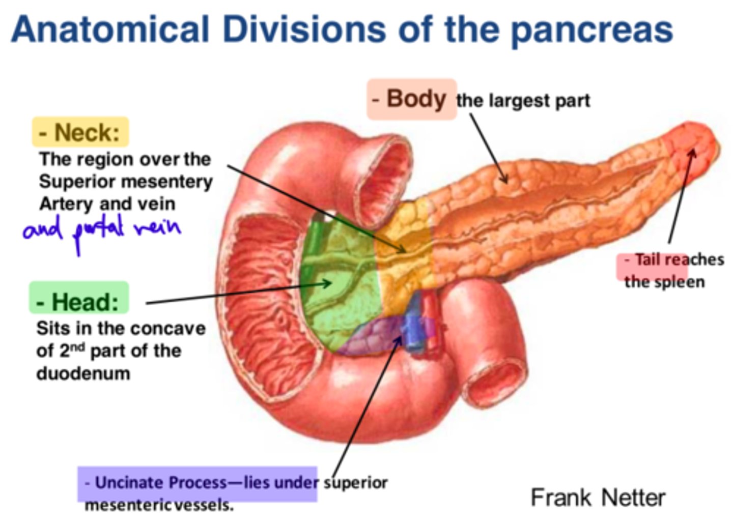 <p>What are the four parts of the pancreas?</p>