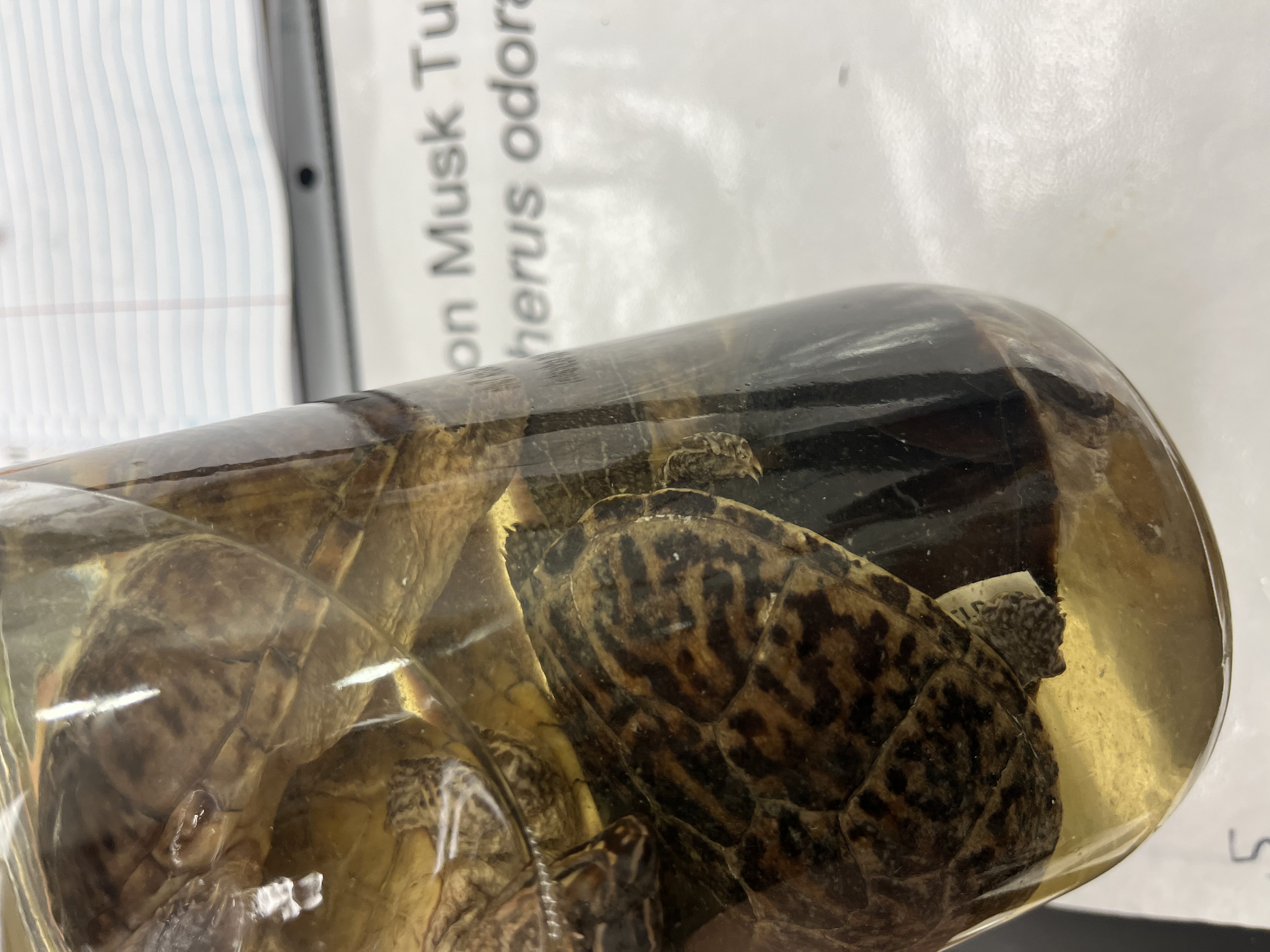 <ul><li><p>leopard spot on scutes</p></li><li><p>spikey head</p></li><li><p>small legs</p></li><li><p>small tails</p></li><li><p>round skull</p></li><li><p>dark head</p></li><li><p>small</p></li></ul><p></p>