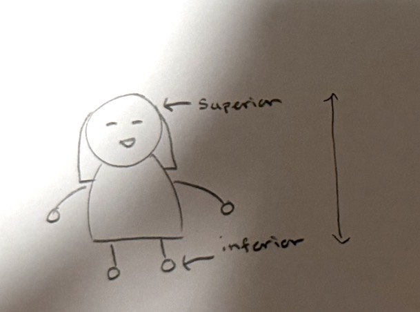 <p>closer to the top of the body (standing up straight)</p>