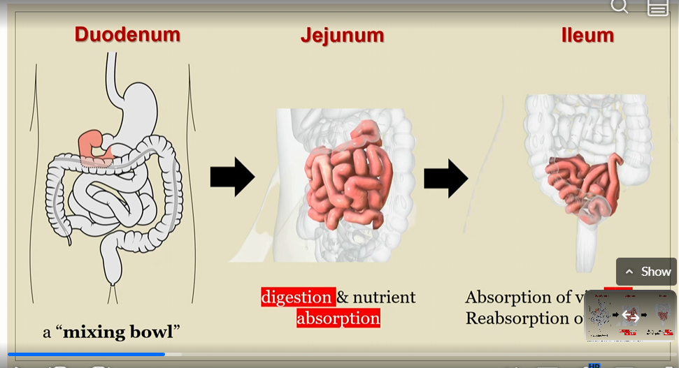 <p>Duodenum, jejunum, ileum</p>