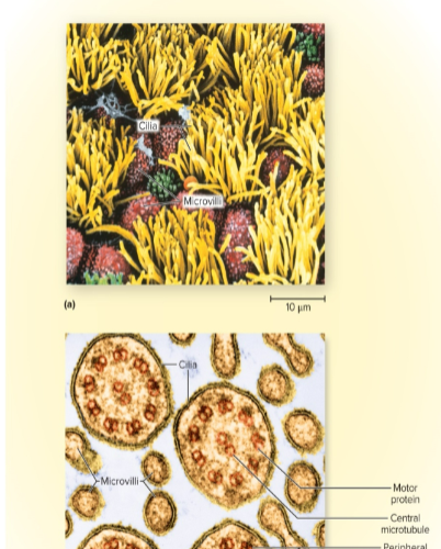 <p><strong>hairlike</strong> extensions of the plasma membrane that are found in the <strong>mucous membranes of respiratory tract</strong> and <strong>uterine tubes</strong></p><p><strong>functions</strong>: helps move things like <strong>mucus</strong></p><p><strong>ex. </strong>move mucus from lungs up to throat</p>