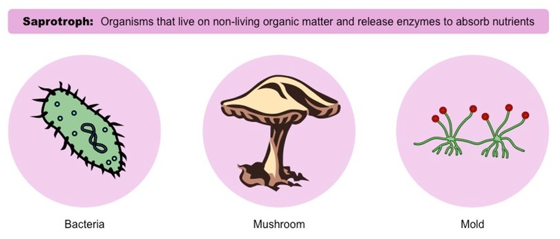 <p>Saprotrophic organisms are heterotrophs that acquire their energy and matter from dead and decaying organisms.</p>