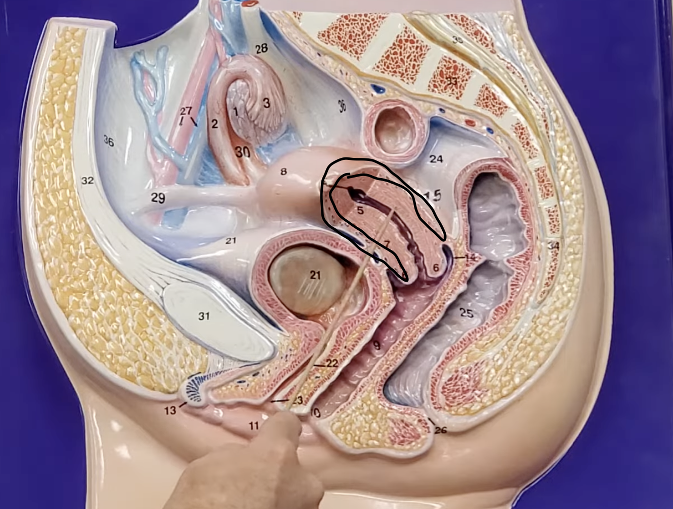 <p>thin outer layer of the uterus&nbsp;</p>