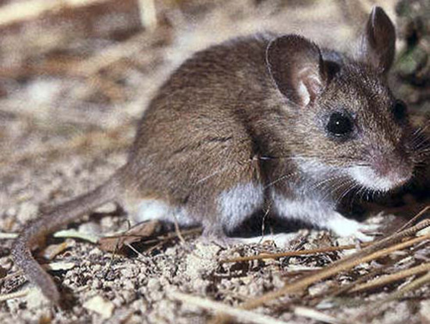 <p>deer mouse</p>