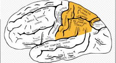 <ul><li><p>Superior Parietal Lobule </p></li><li><p>Inferior Parietal Lobule </p></li></ul><p></p>