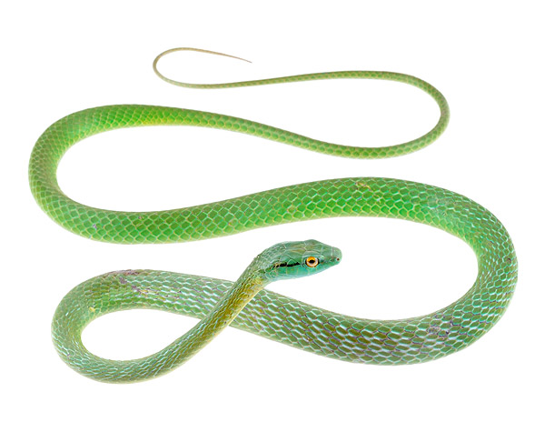 <p><span><span>parrot snakes</span></span></p>