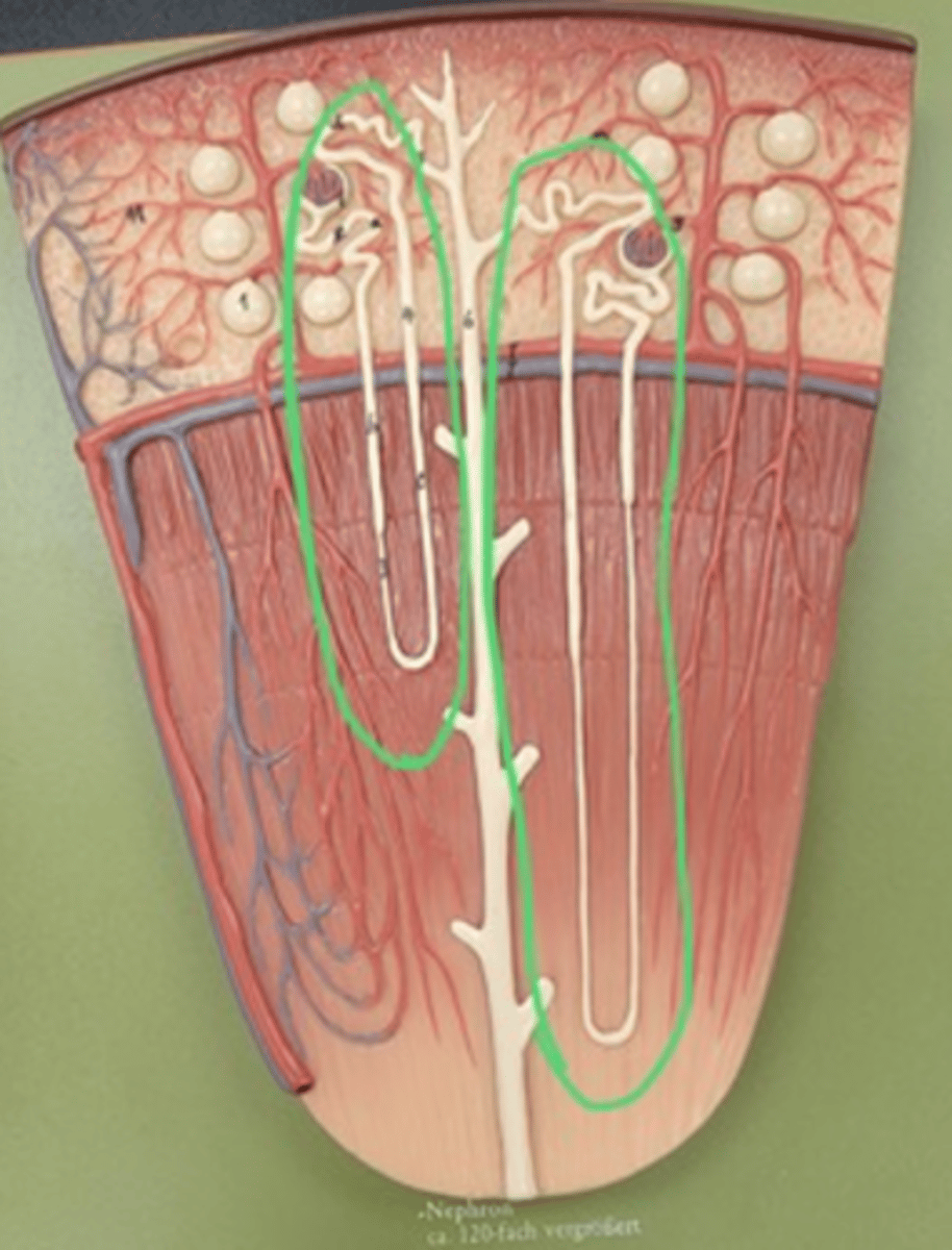 <p>whole white chord</p>