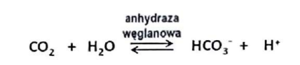 <p>(Liazy)</p><p>Katalizuje przejście CO₂ ⇄ HCO₃⁻, kluczowa dla równowagi kwasowo-zasadowej.</p>