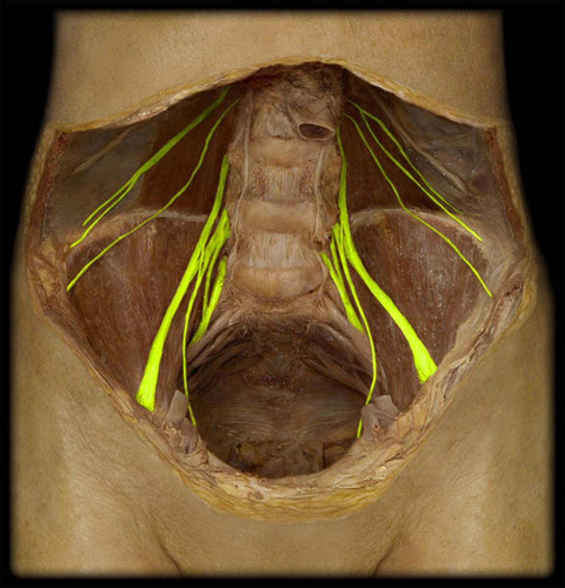 <p>Anterior thigh innervation</p>