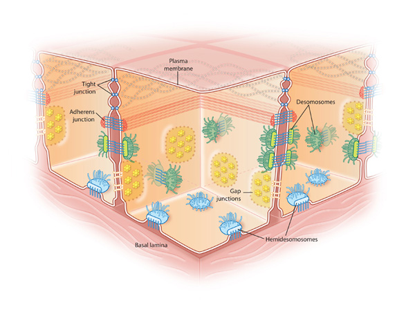 <ol><li><p>anchoring junctions</p><p>attach cell to other cells or cells to the ECM</p></li><li><p>tight/occluding junctions</p><p>seal cells together into sheets</p></li><li><p>gap/communicating junctions</p><p>allow exchange of chemical information</p></li></ol><p></p>