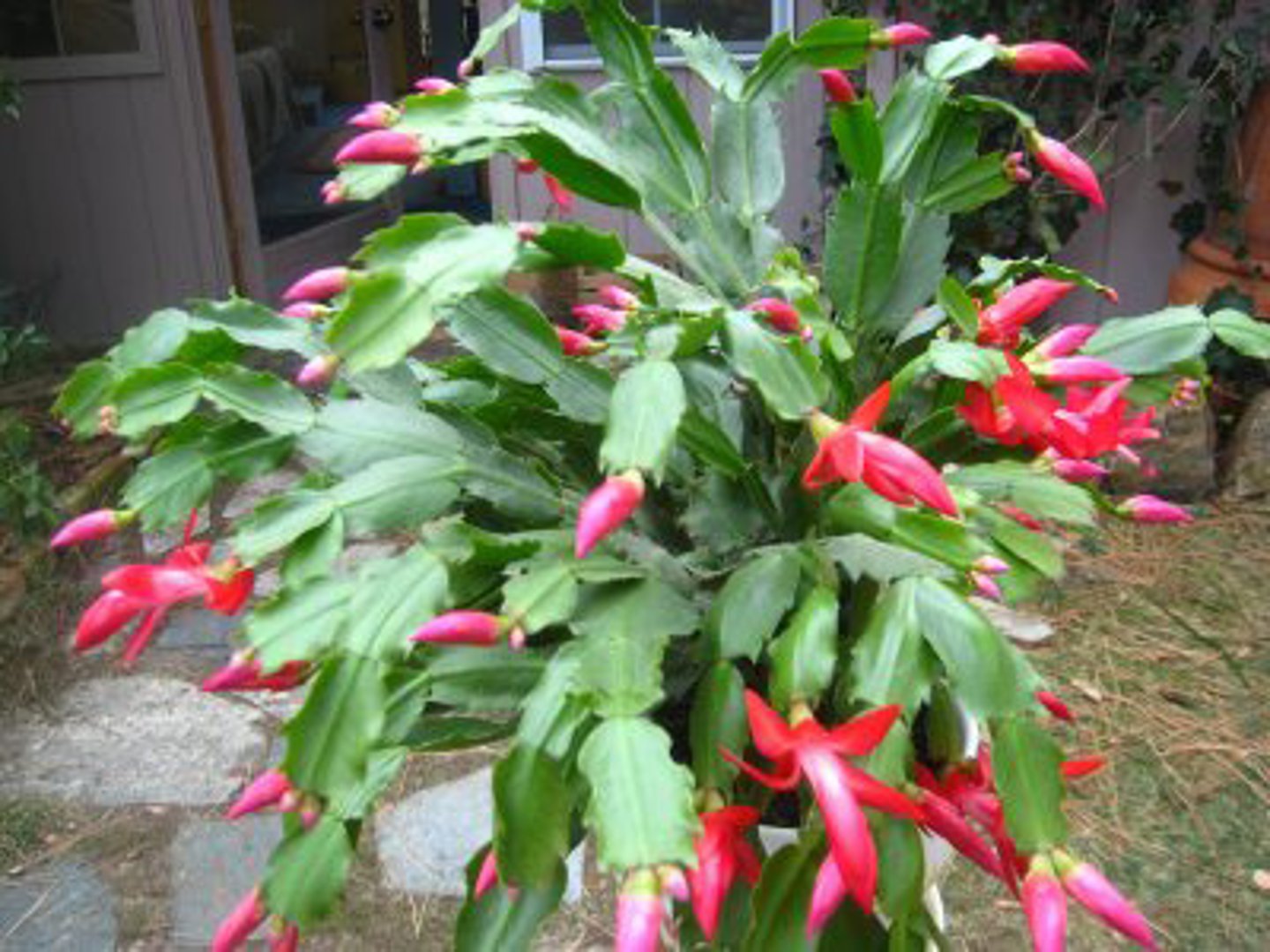 <p>Schlumbergera bridgesii</p>