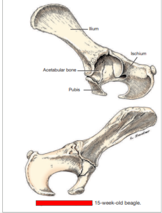 <p>Which hip is this? </p>