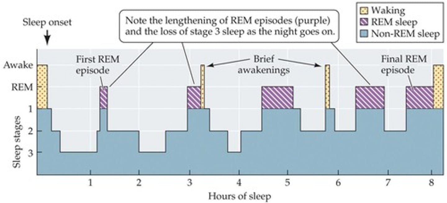 <p>Rapid Eye Movement sleep, crucial for dreaming.</p>