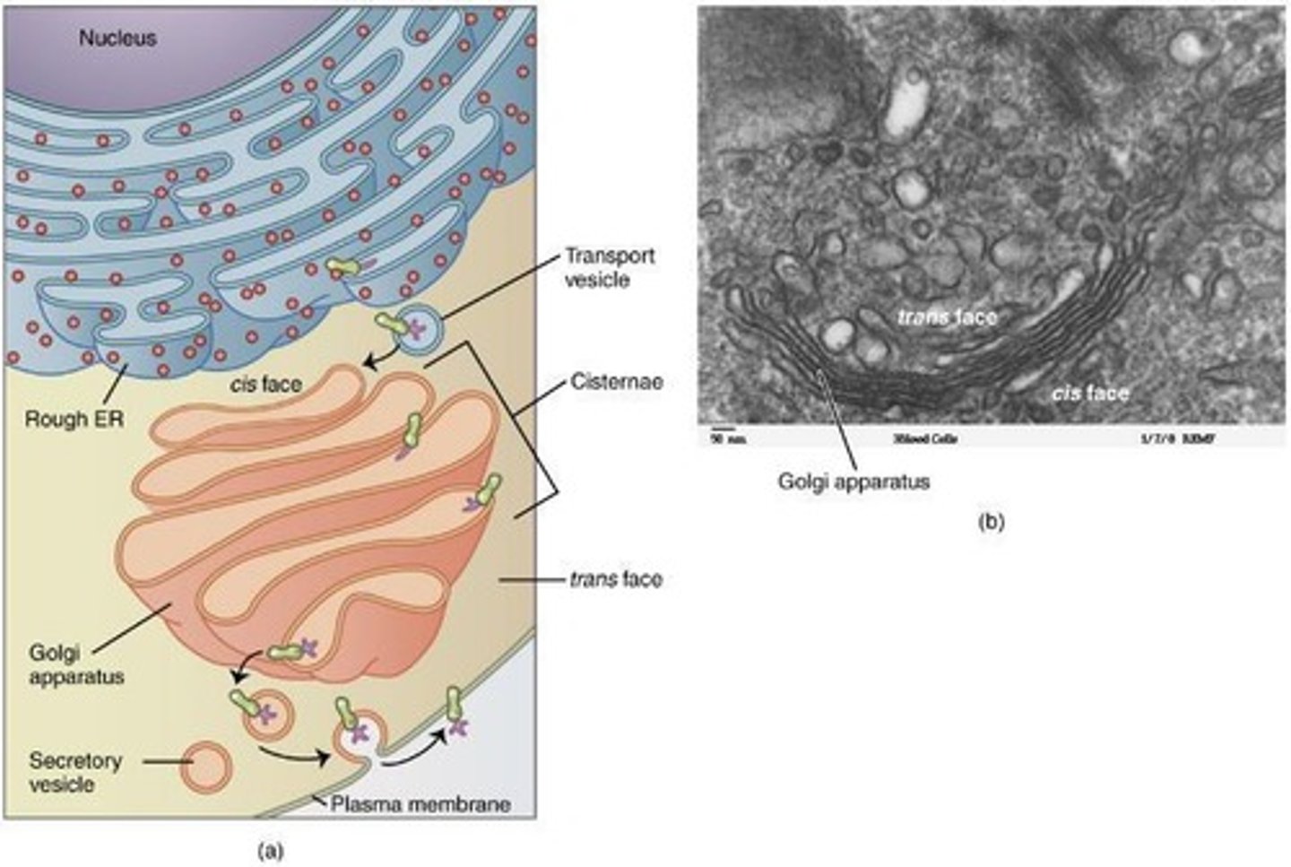 <p>- organizes, modifies, and packages neurotransmitters, hormones, and other secreted proteins of the ER.</p><p>- produces lysosomes filled with digestive enzymes</p>