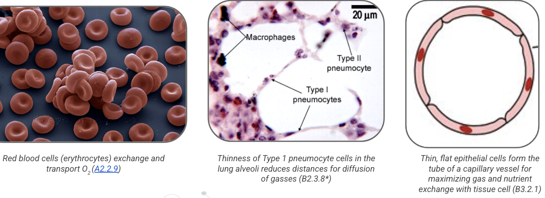 <p>maximizes amount of surface area exposed relative to the volume it occupies more than a thicker/more rounded shape</p><ul><li><p>red blood cells (erythrocytes) exchange and transport O<sub>2</sub></p></li><li><p>thinness of type 1 pneumocyte cells in lung alveoli reduces distances for diffusion of gases</p></li><li><p>thin, flat epithelial cells form the tube of a capillary vessel for maximizing gas and nutrient exchange with tissue cell</p></li></ul><p></p>