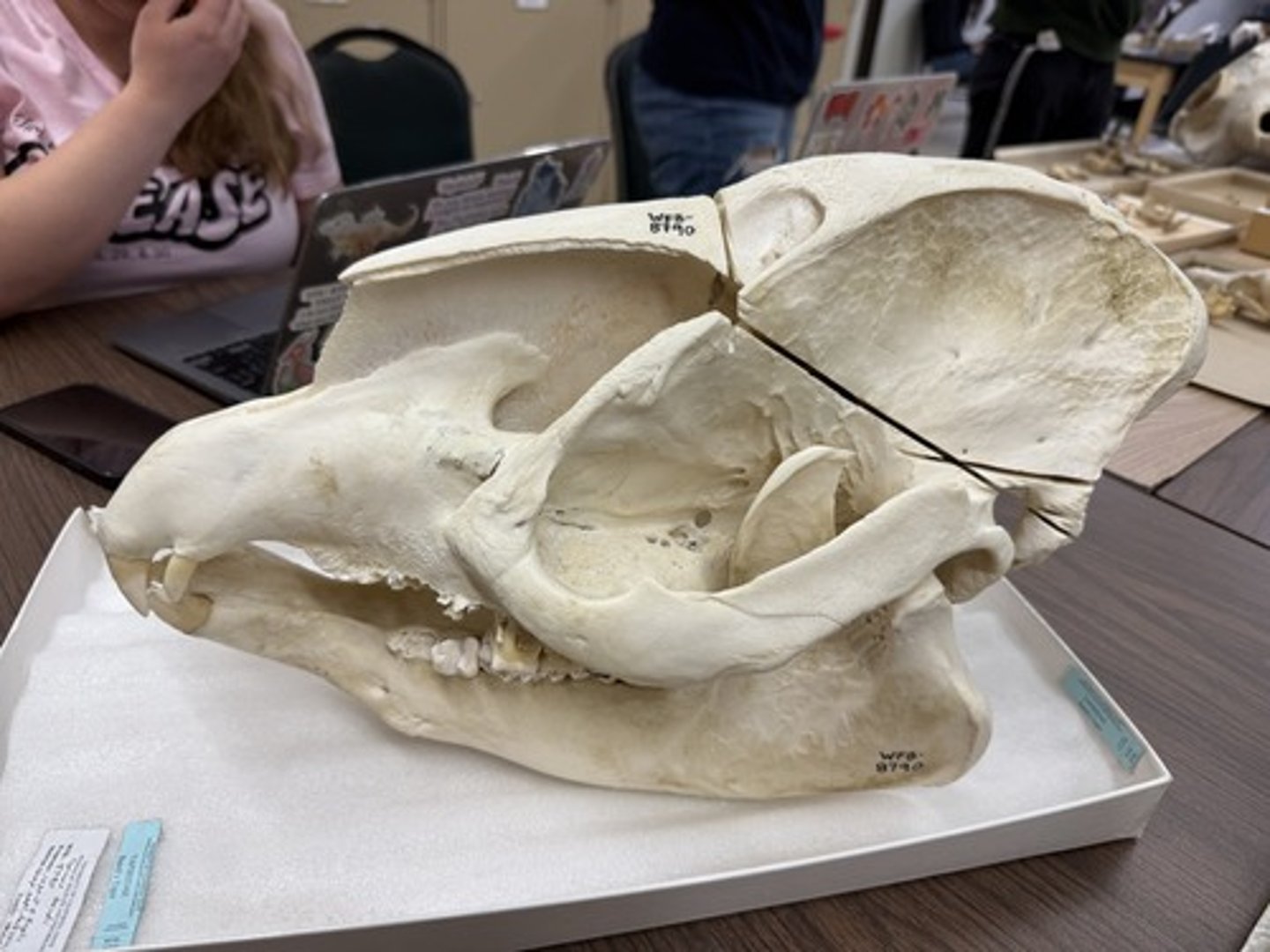 <p>Family, Order, Infraclass, Subclass</p><p>-large crests and bony protrusions</p><p>-dipping zygomatic arch</p><p>-2C/1c</p>