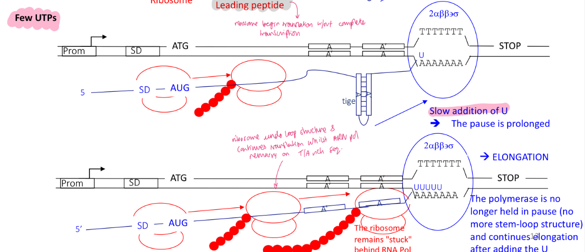 <p>term&nbsp;2 is utilised as more pyr bases are needed : UTP affects transcription efficiency </p><ul><li><p>the ribosomes translating the leading proteins remains stuck behind the RNA pol</p></li><li><p>no stem loops structure</p></li><li><p>RNA pol is slowly adding U complementary bases to the T/A rich sequences&nbsp;</p></li><li><p>RNA pol is not paused and continues transcription —&gt; gene encoding for pyr bases are expressed&nbsp;</p></li></ul><p></p>