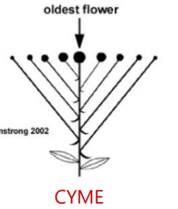 CYME