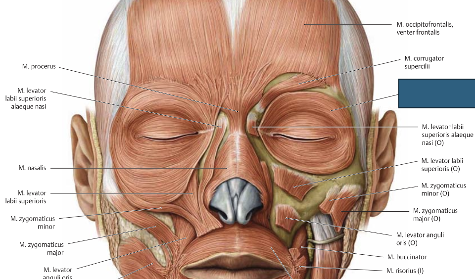 <p>m. orbicularis oculi → tõmbab kulme alla, põske üles (tekitab kortse), sulgeb silma</p>