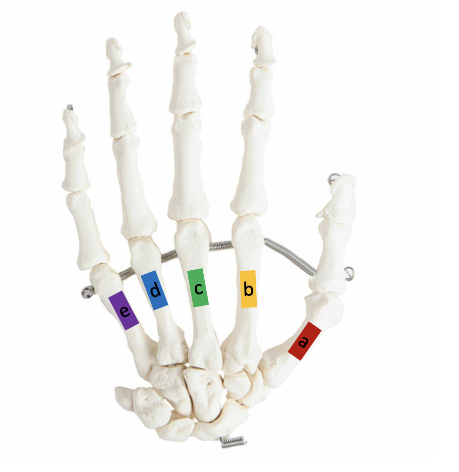 <p>metacarpals - metacarpal II</p>