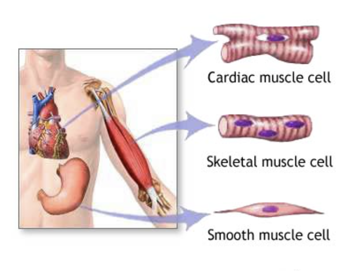 <ul><li><p>Cardiac muscle</p></li><li><p>Skeletal muscle</p></li><li><p>Smooth muscle</p></li></ul>