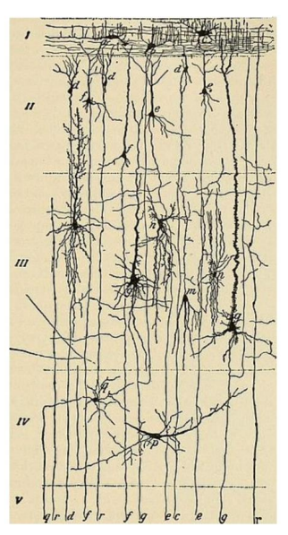 <ul><li><p>long axon</p></li><li><p>found in neocortex</p></li></ul><p></p>