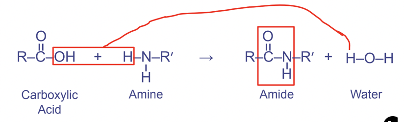 <p>Between carboxyl and amino functional groups</p><ul><li><p>Links amino acids together Forms the pattern OCNH</p></li></ul>