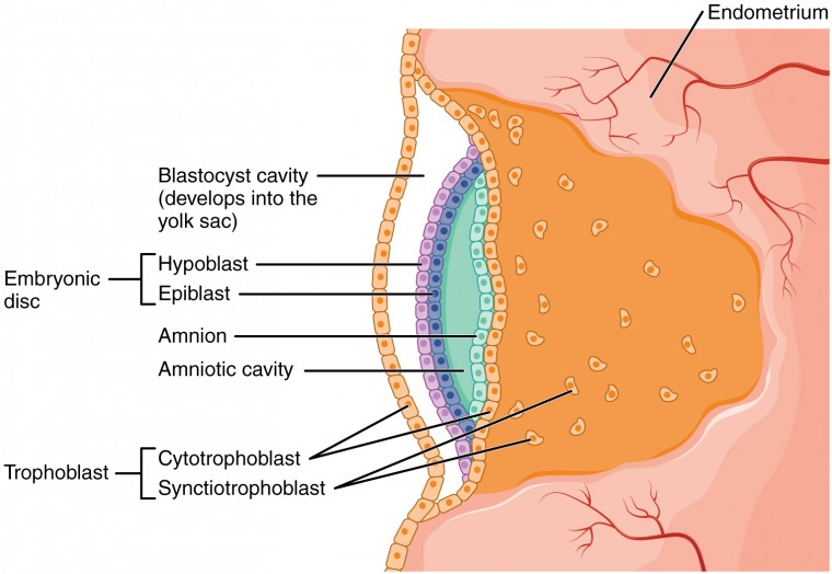 <p>1. fertilization<br>2. implantation<br>3. embryonic disk formation</p>